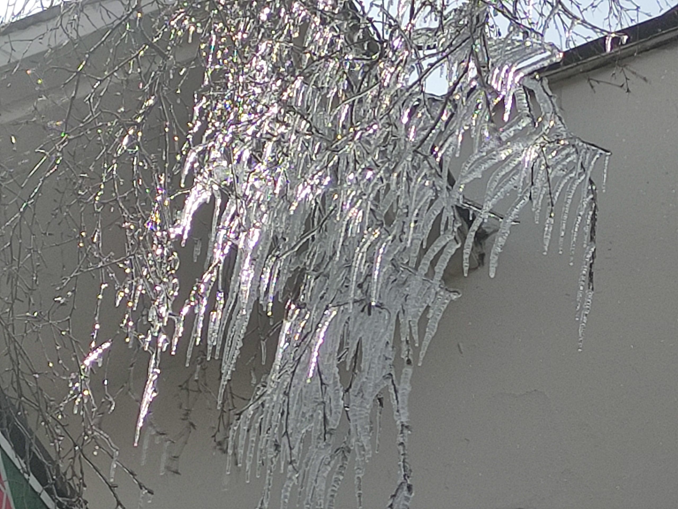 Ardahan’da Dondurucu Soğuklar: Göle’de Ağaçlar Buz Tuttu