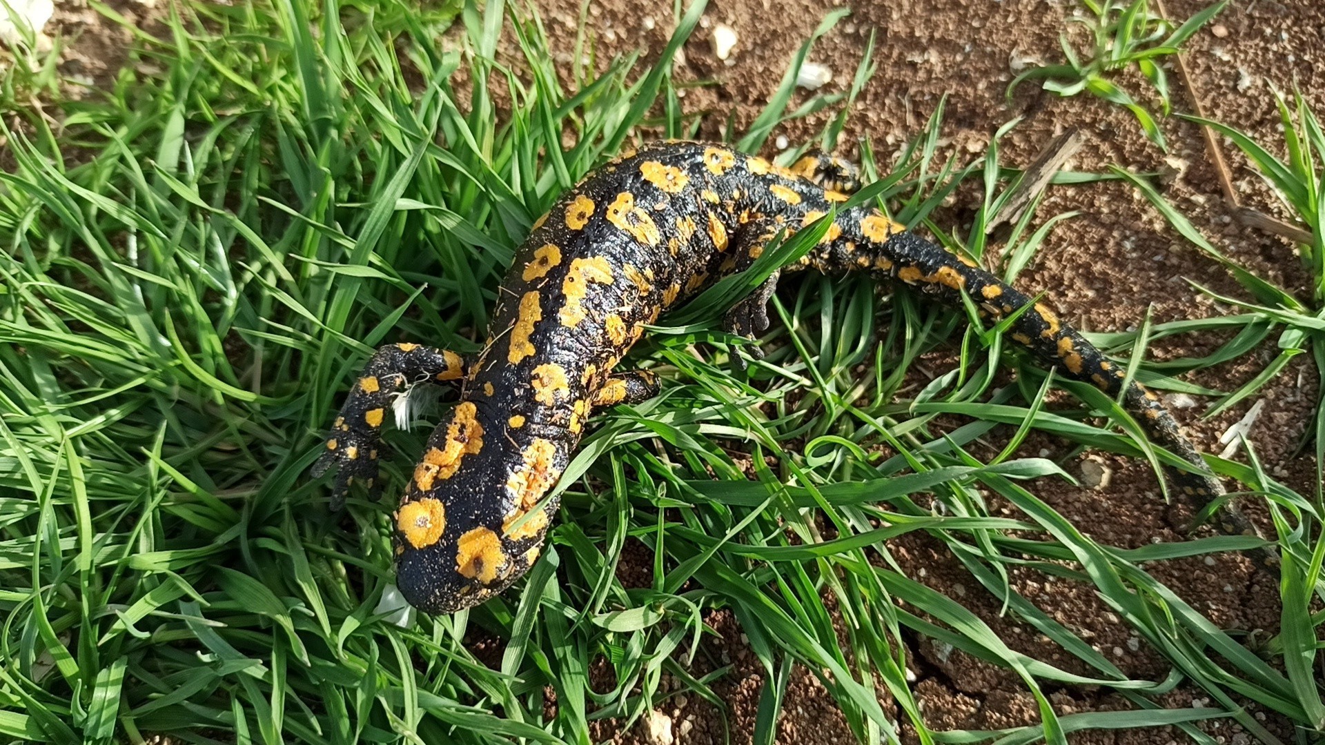 Kemaliye’de Koruma Altındaki Anadolu Benekli Semenderi Görüntülendi