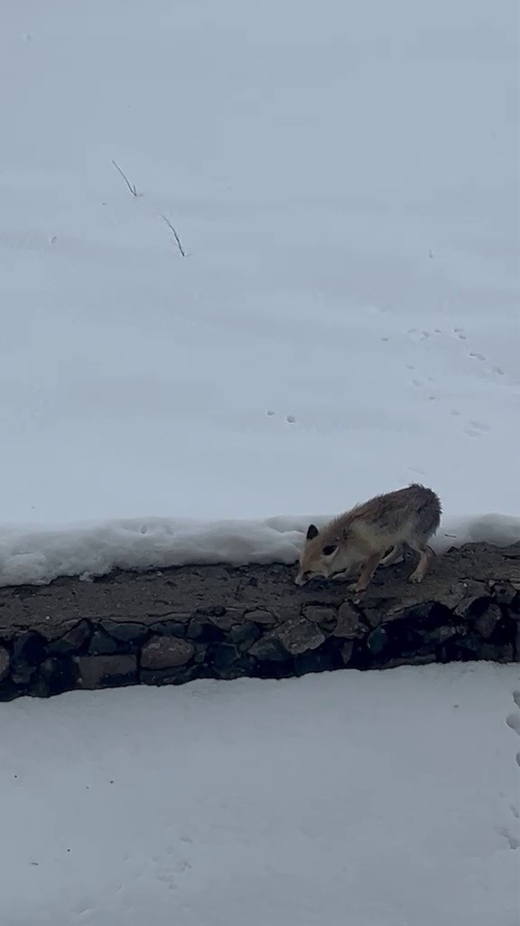 Karayazı’da Aç Kalan Tilki Yerleşim Alanına Girdi: Ev Sahibi Yiyecek Verdi