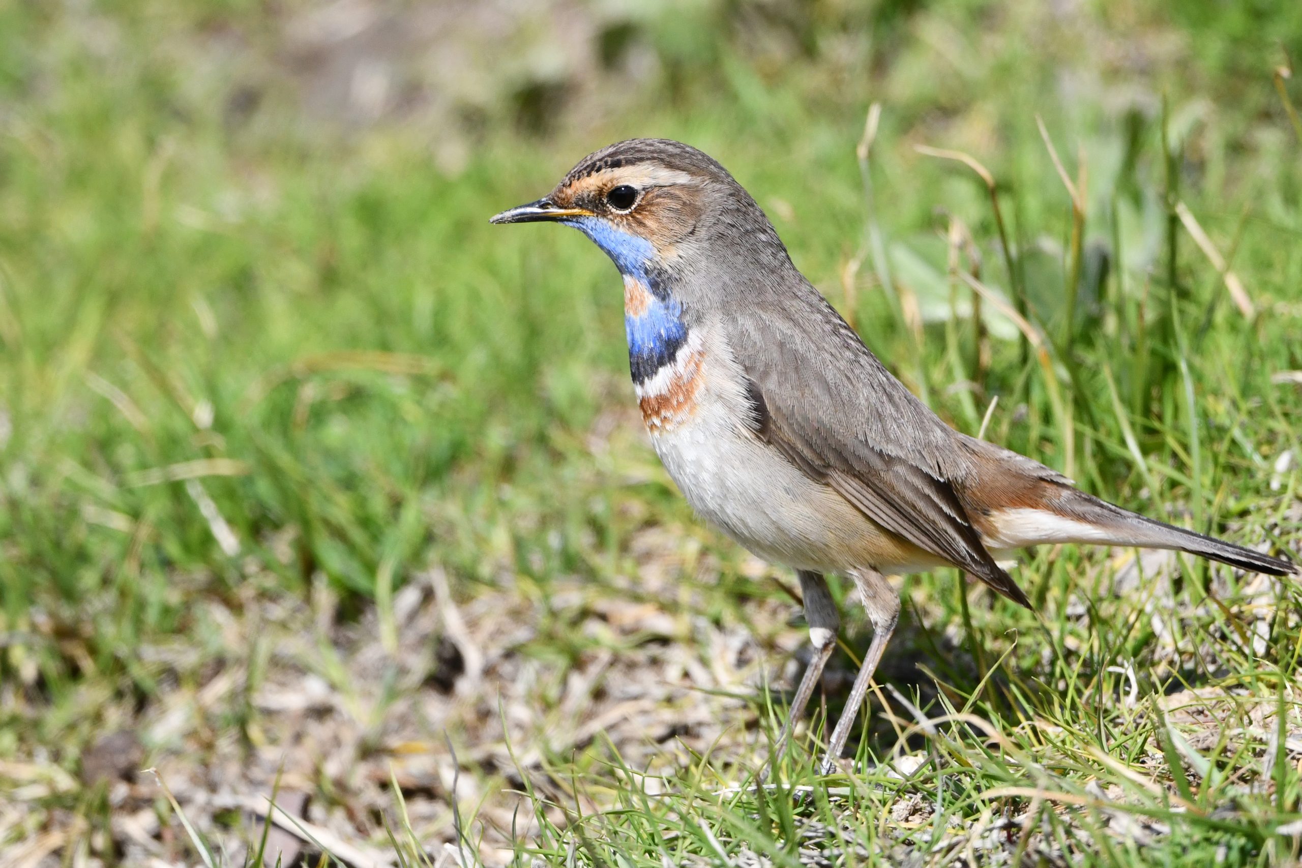 Van Gölü Havzası’nda İlkbahar Bereketi: Göçmen Kuşlarla Popülasyon Artıyor