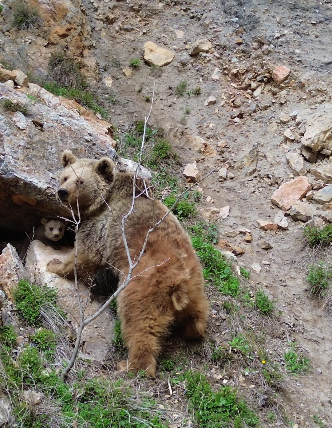 Tunceli’de Anne Ayı ve Yavrusu Dron ile Görüntülendi