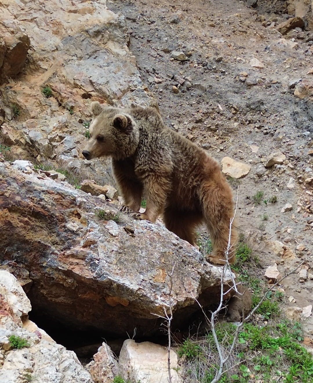 Tunceli’de Anne Ayı ve Yavrusu Dron ile Görüntülendi