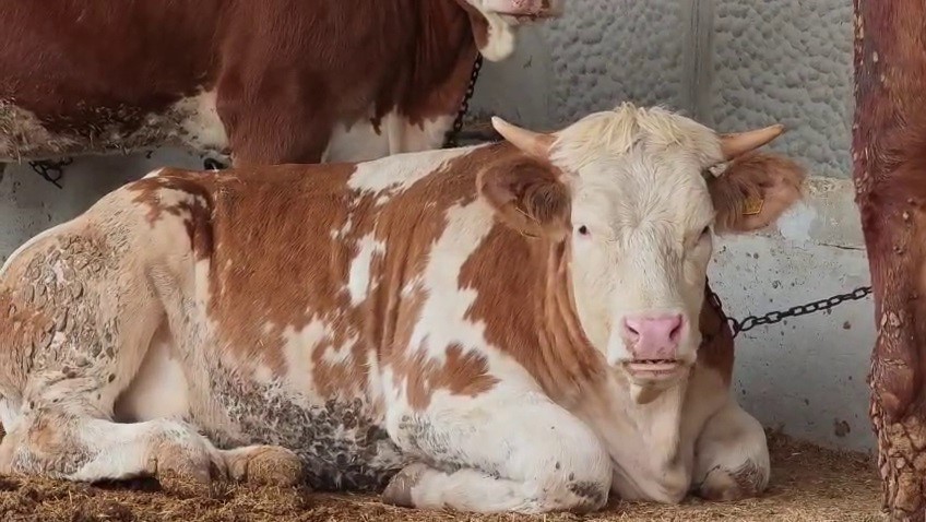 Bayram Yaklaşırken Kurbanlık Fiyatları Cep Yakıyor