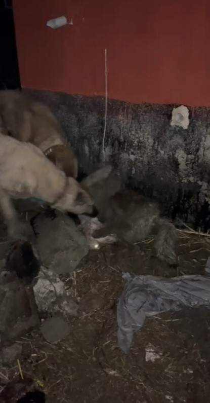 Van’da Ahıra Girmeye Çalışan Kurt, Kangal Köpekleri Tarafından Telef Oldu