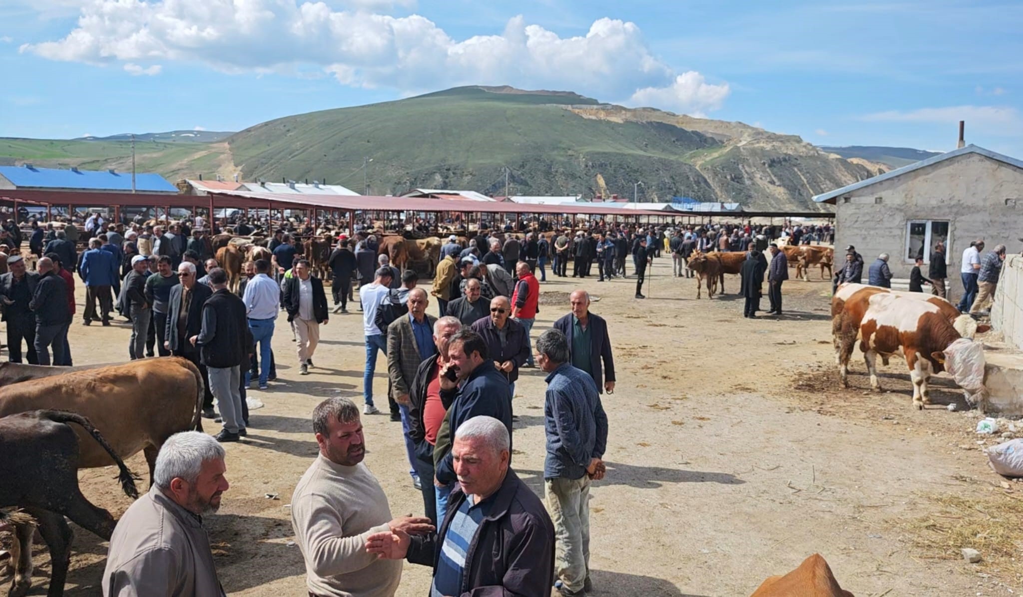 Erzurum Aşkale’de Kurban Pazarı Hareketlendi: Fiyatlar Yükseldi, Vatandaş Bütçesini Zorluyor