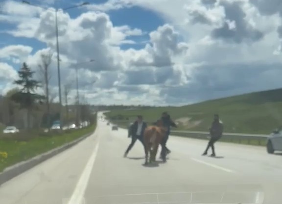 ERZURUM’DA KAÇAN KURBANLIKLAR TRAFİĞİ FELÇ ETTİ