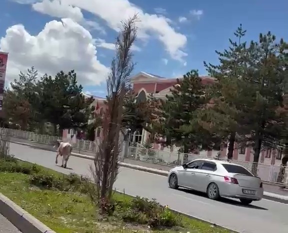 ERZURUM’DA KAÇAN KURBANLIKLAR TRAFİĞİ FELÇ ETTİ