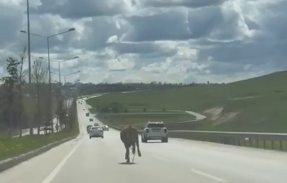 ERZURUM’DA KAÇAN KURBANLIKLAR TRAFİĞİ FELÇ ETTİ