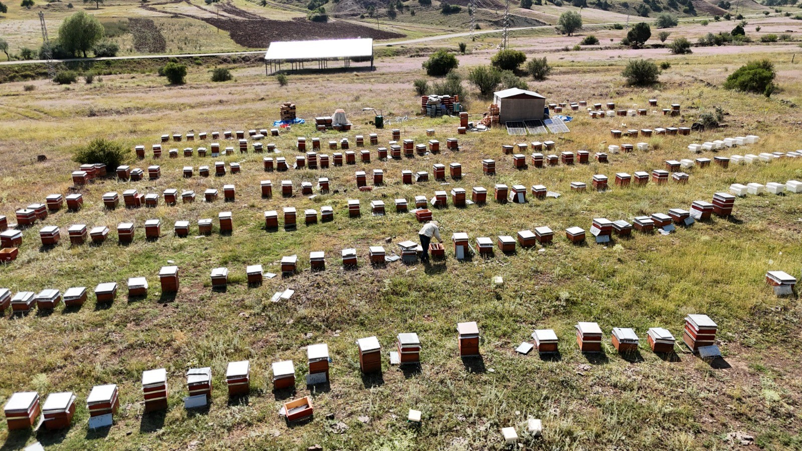 Oltu’da Bal Hasadı Başladı: Hedef 3 Ton Doğal Bal Üretimi