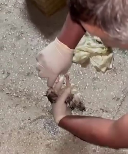 Erzurum’da Koli İçinde Terk Edilen Yavru Kedilere Mahalleli Sahip Çıktı