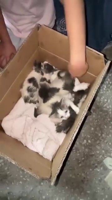 Erzurum’da Koli İçinde Terk Edilen Yavru Kedilere Mahalleli Sahip Çıktı