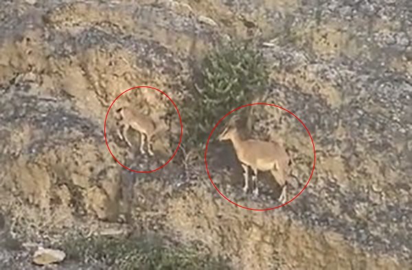 Dağ keçileri kara yolu kenarında görüntülendi